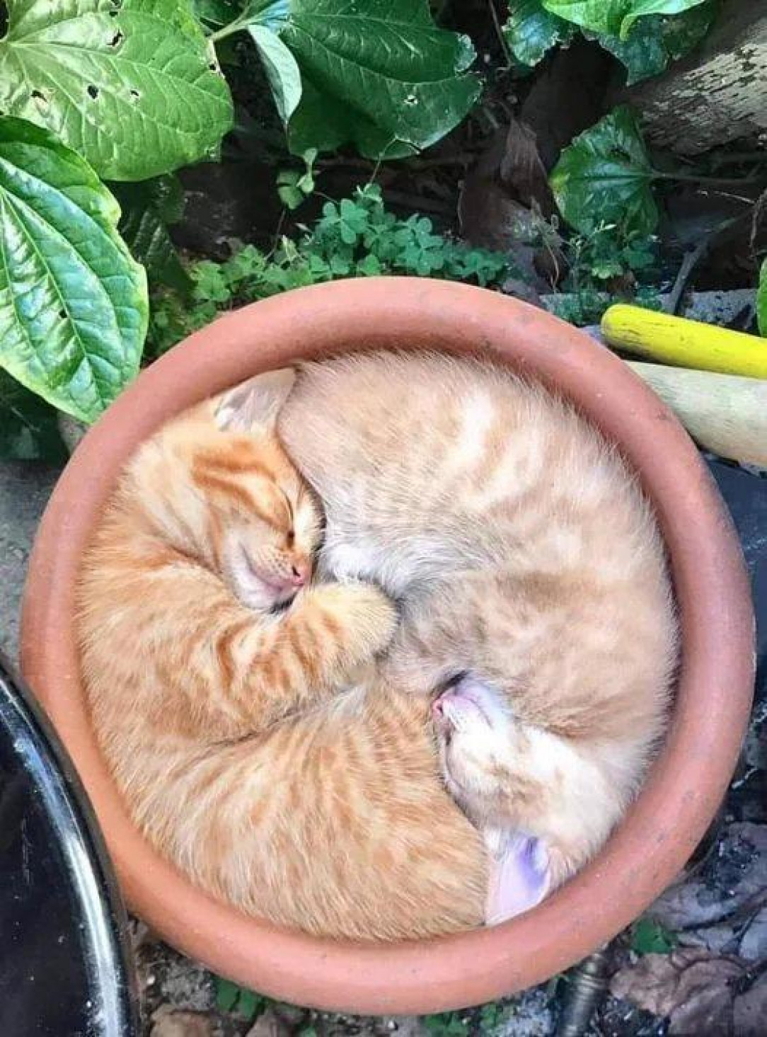 This seamless circle of cats