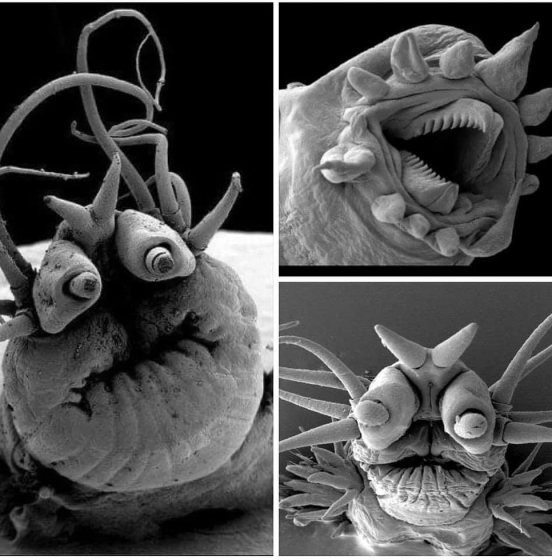 Deep sea worms as seen under an electron microscope