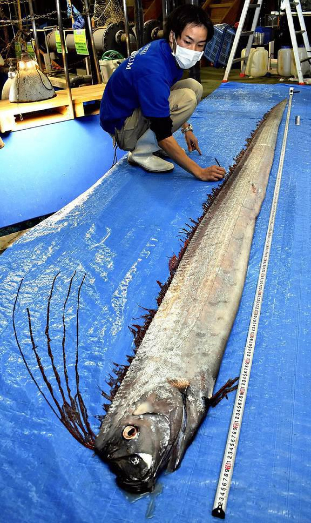 Oarfish are the longest bony fish in the world. They range in 200-1000 meters water, or the mesopelagic zone