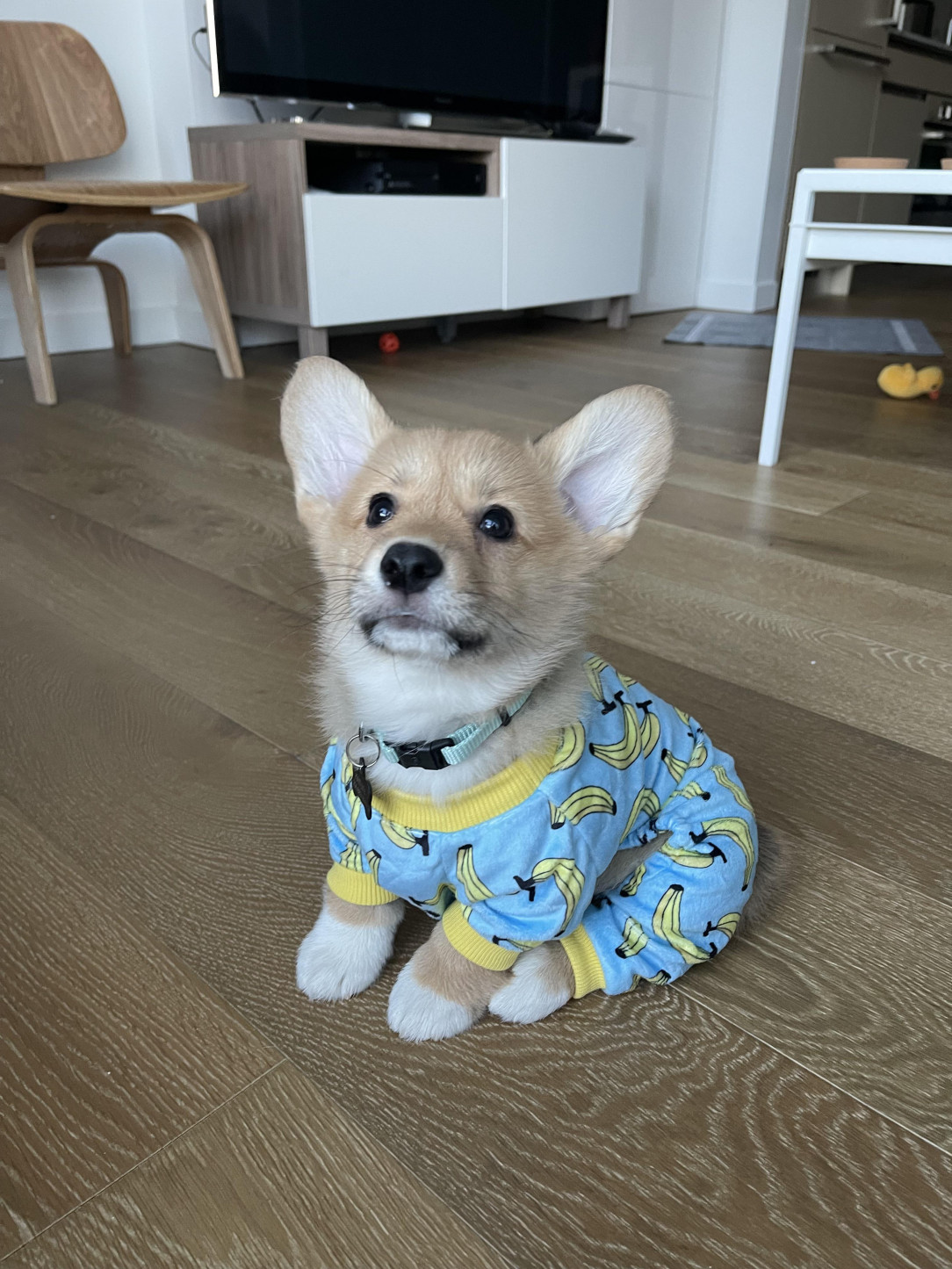 Darwin loves his banana pajamas