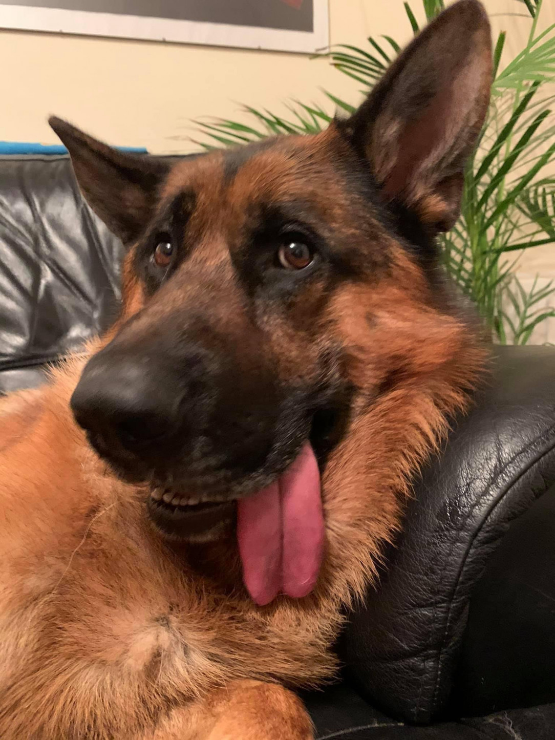 The goofiest GSD pic you will ever see