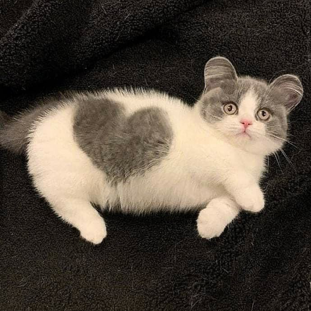 This cat with a perfect heart pattern on its side 🐱 🤩