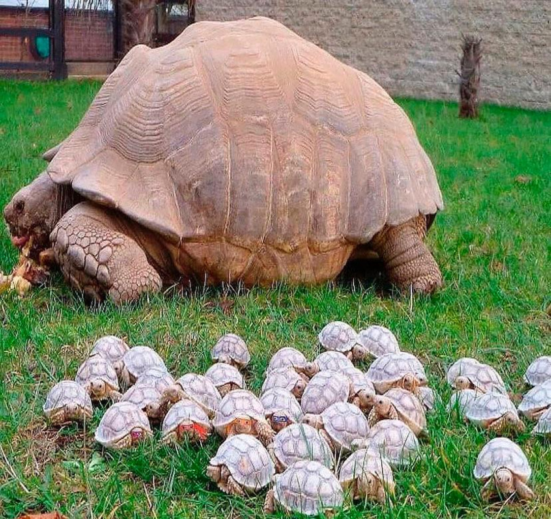 Giant tortoise and her babies 🐢
