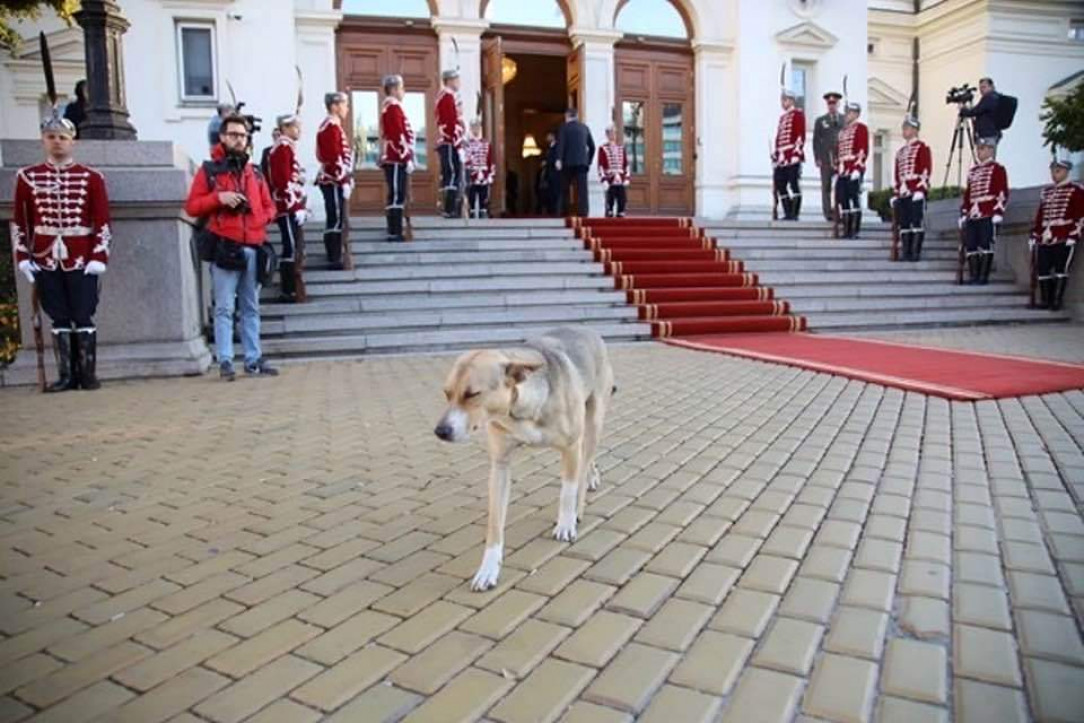 A dog takes a walk during the inaugural session of the 48th Bulgarian Parliament 🐶