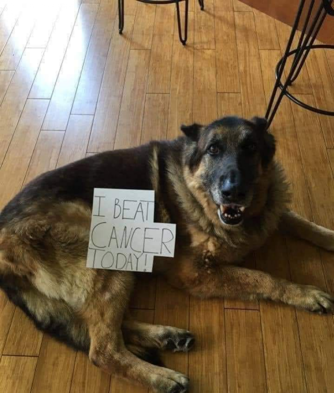 This doggy beat cancer