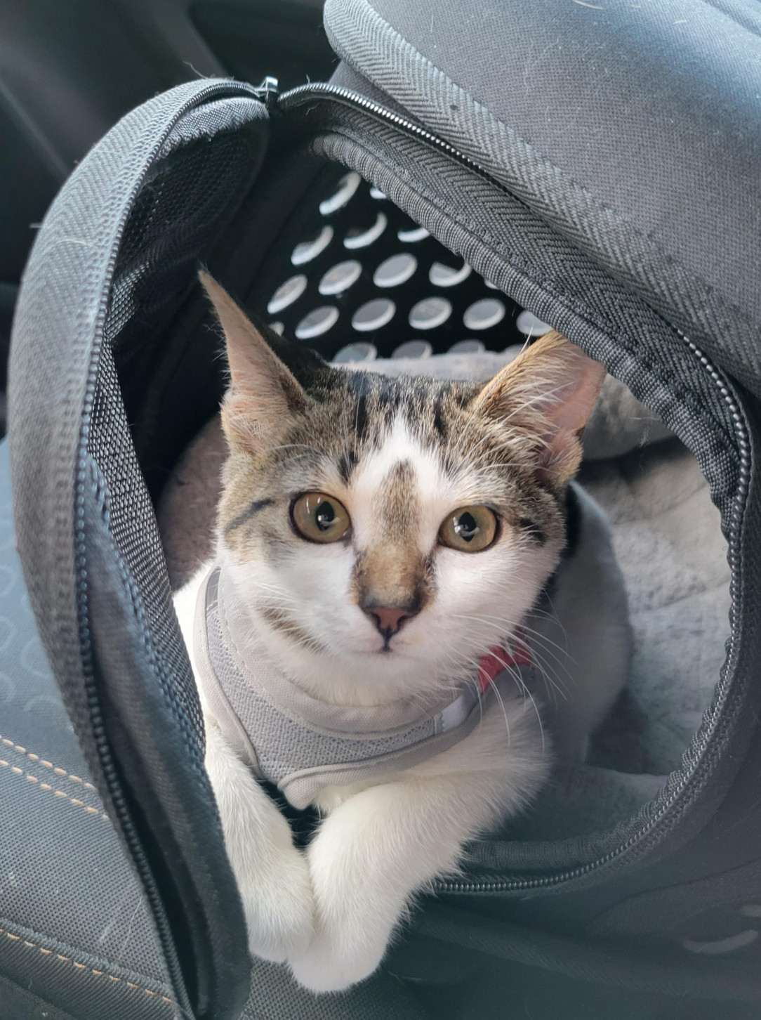 Took Arrow on a car ride today. I stopped for a bit and opened the door to her carrier and she sat there so polite and pretty!