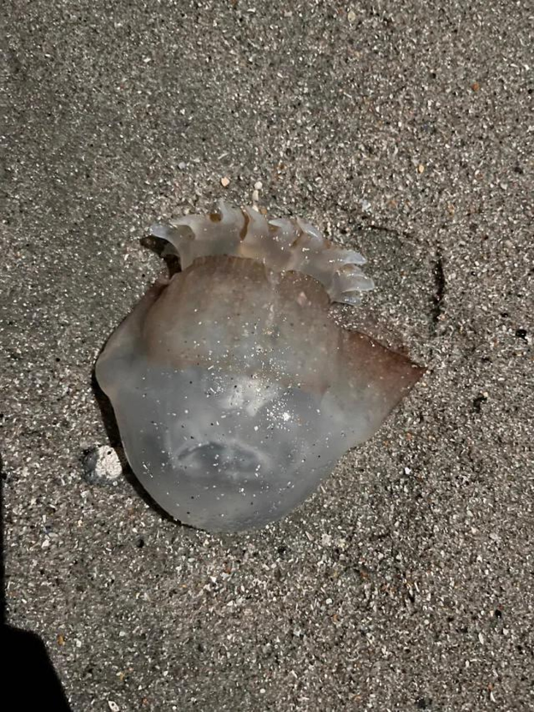 Can someone please tell me what this mysterious jellyfish look a like is?