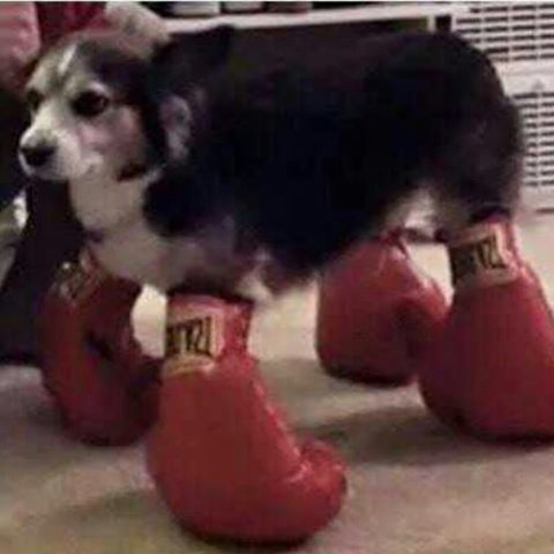 the boxing cat