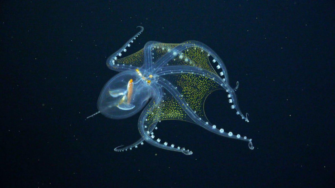 A deep sea octopus displaying its patterns. It is a translucent yet bioluminescent organism in the depths below