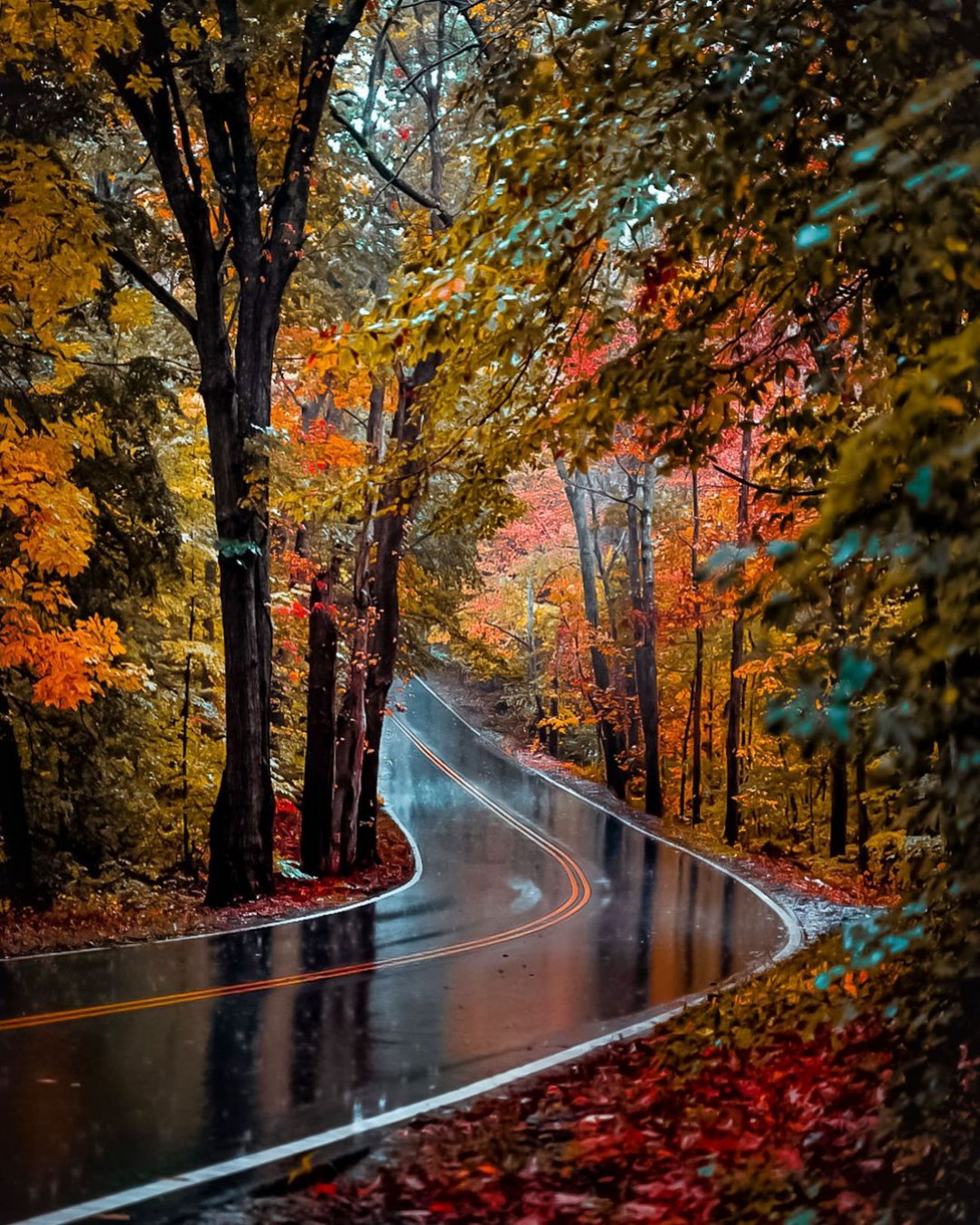 Rain soaked road through the fall foliage, Woburn, Massachusetts