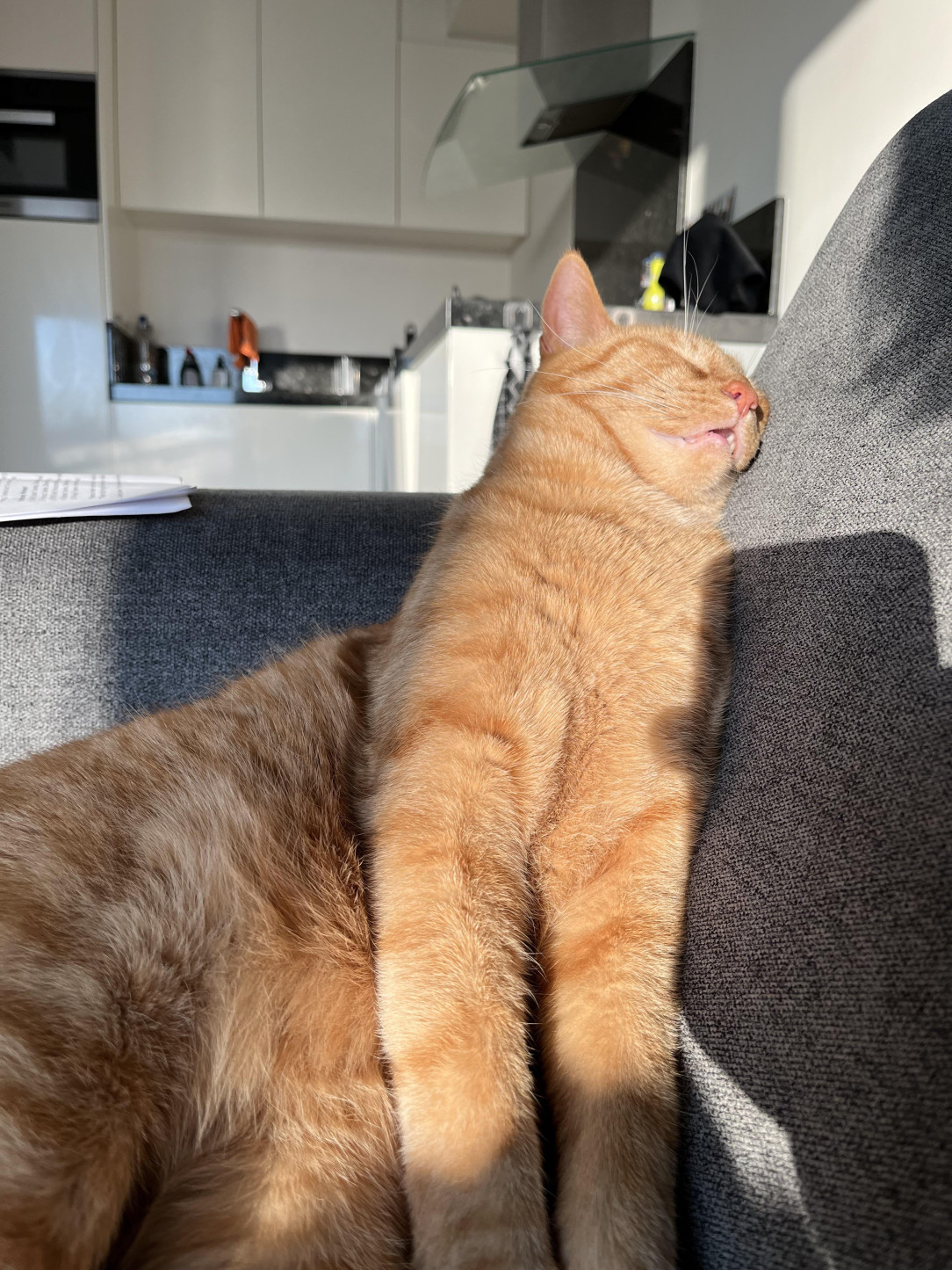 Felix after an exhausssssting day of catching sunbeams