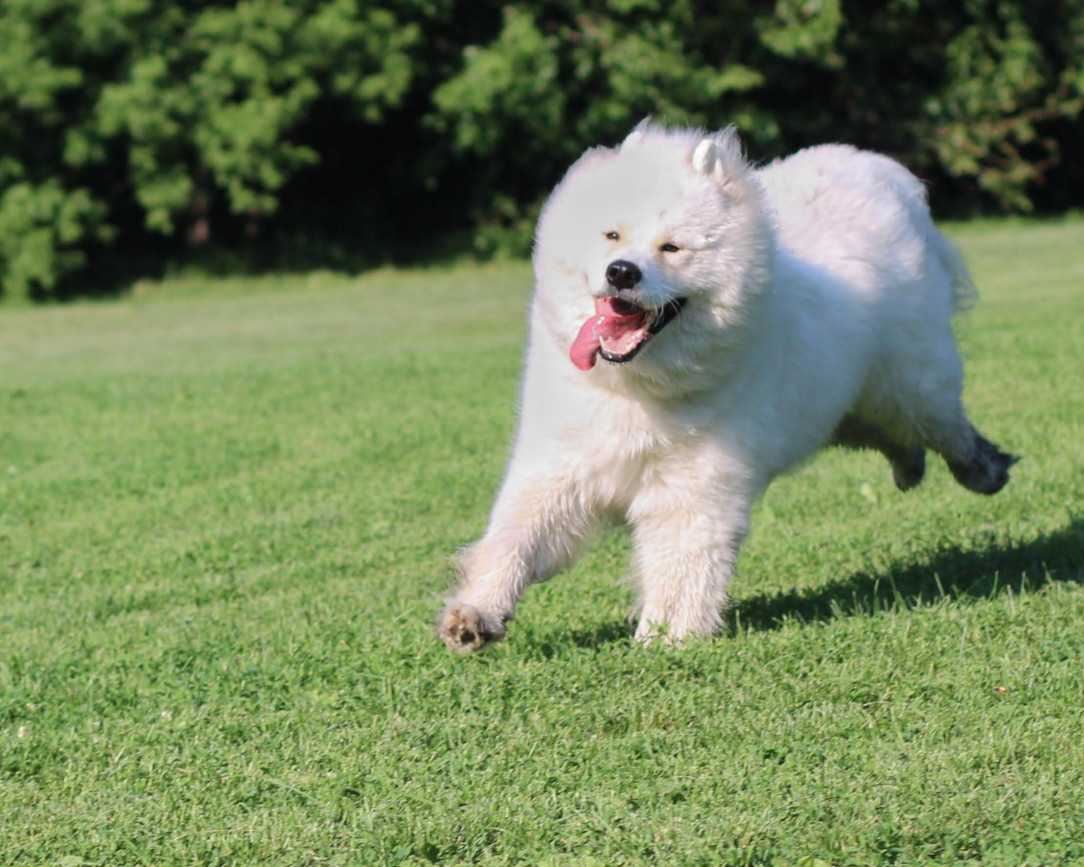 a cloud zooming across a field