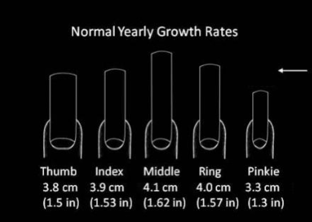 Average annual fingernail growth by digit