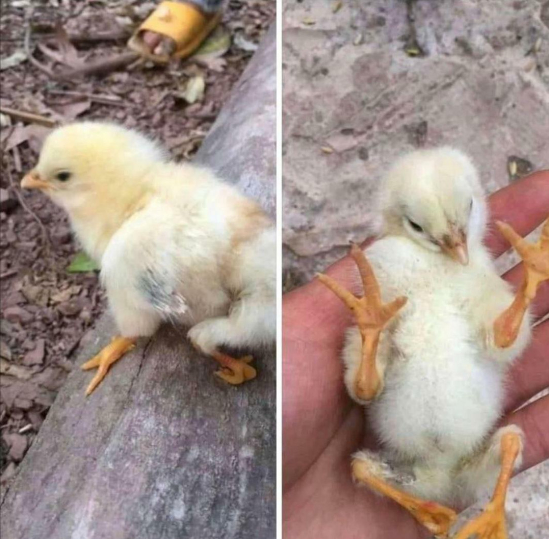 A chicken with a birth defect