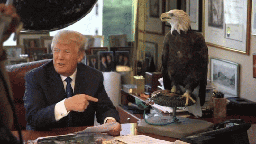 Don&#039;t mess with the Bald Eagle 🤭🤭🤭