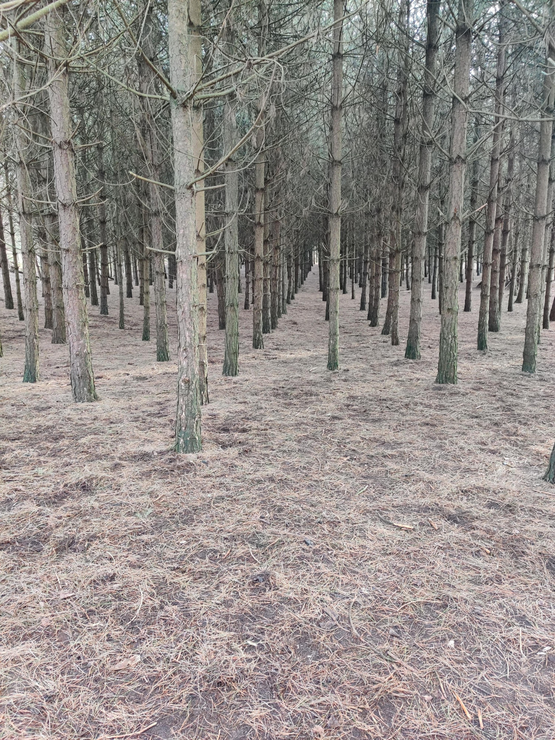This perfectly straight managed forest. Ainsdale, UK