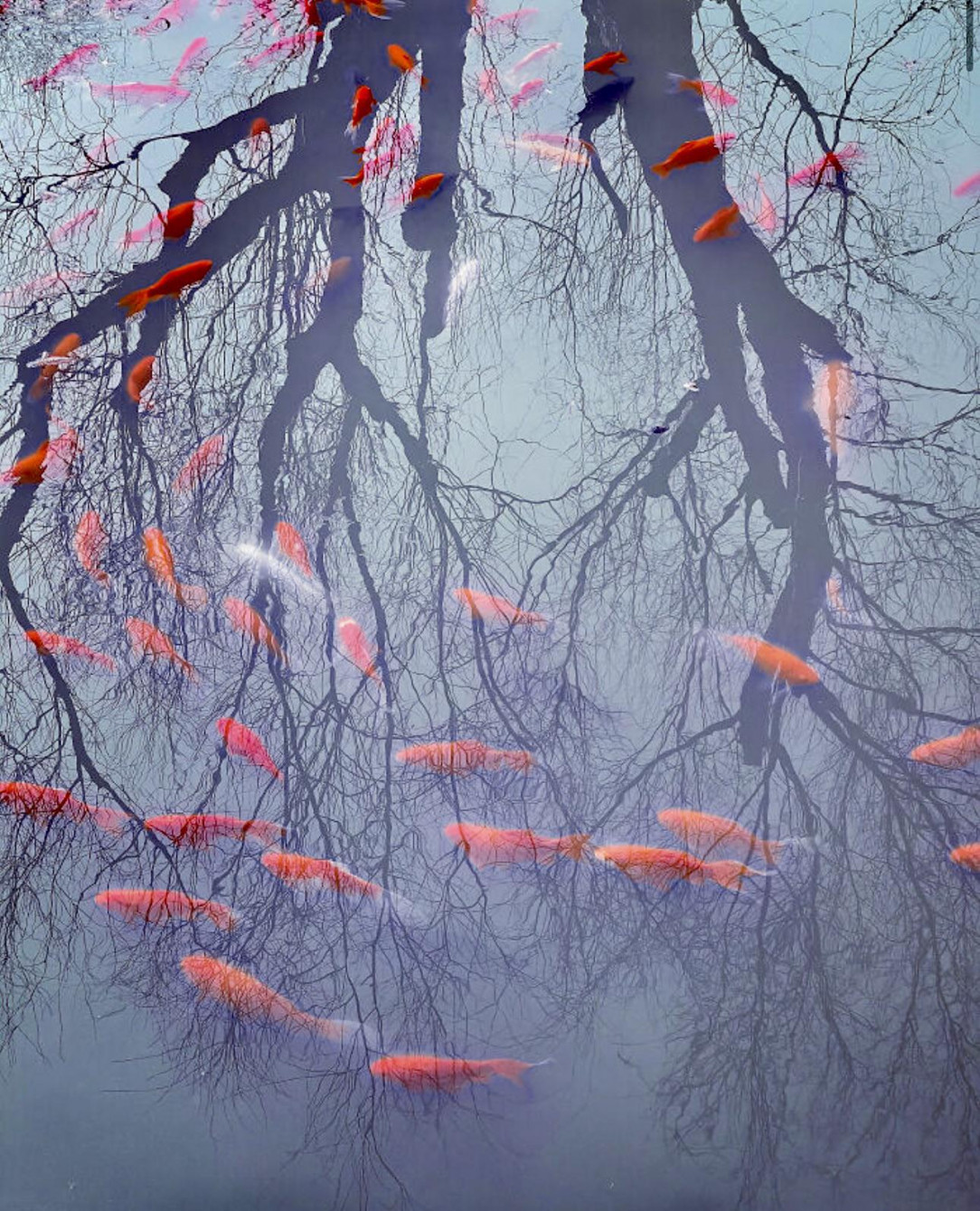 The reflection of this tree in a pond