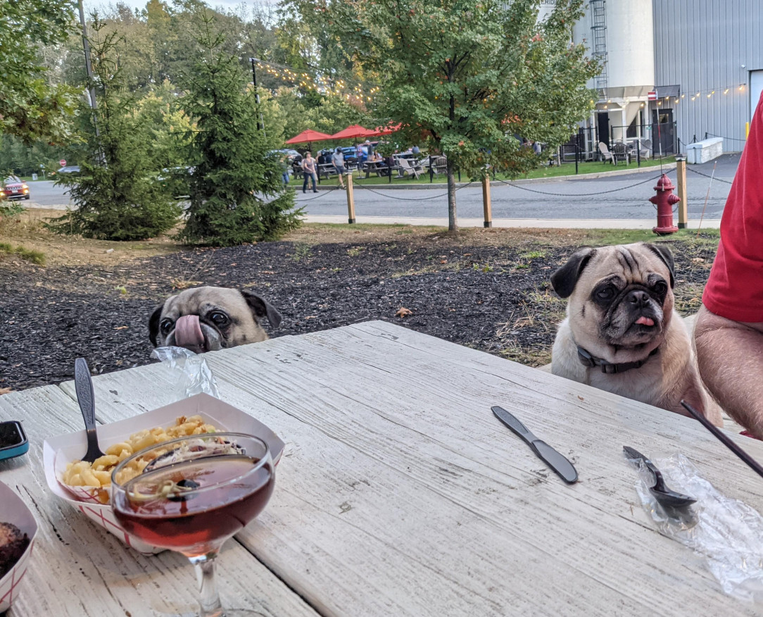 These 2 pugs just jumped onto our table as we were eating dinner
