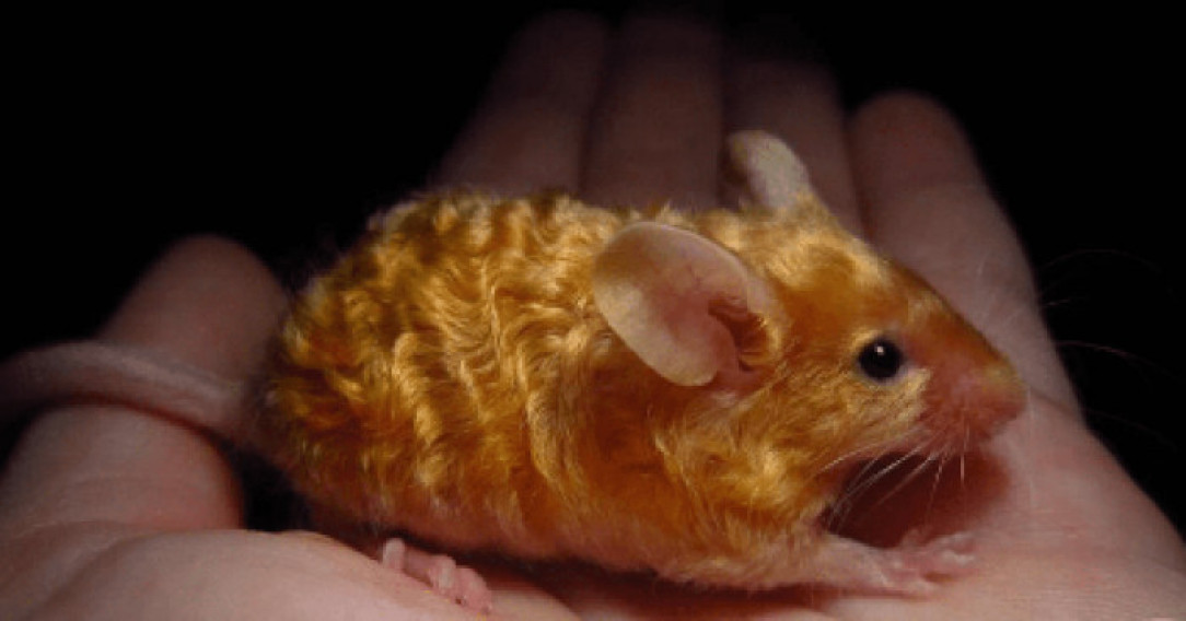 A golden coloured mouse with wavy fur! ❤️