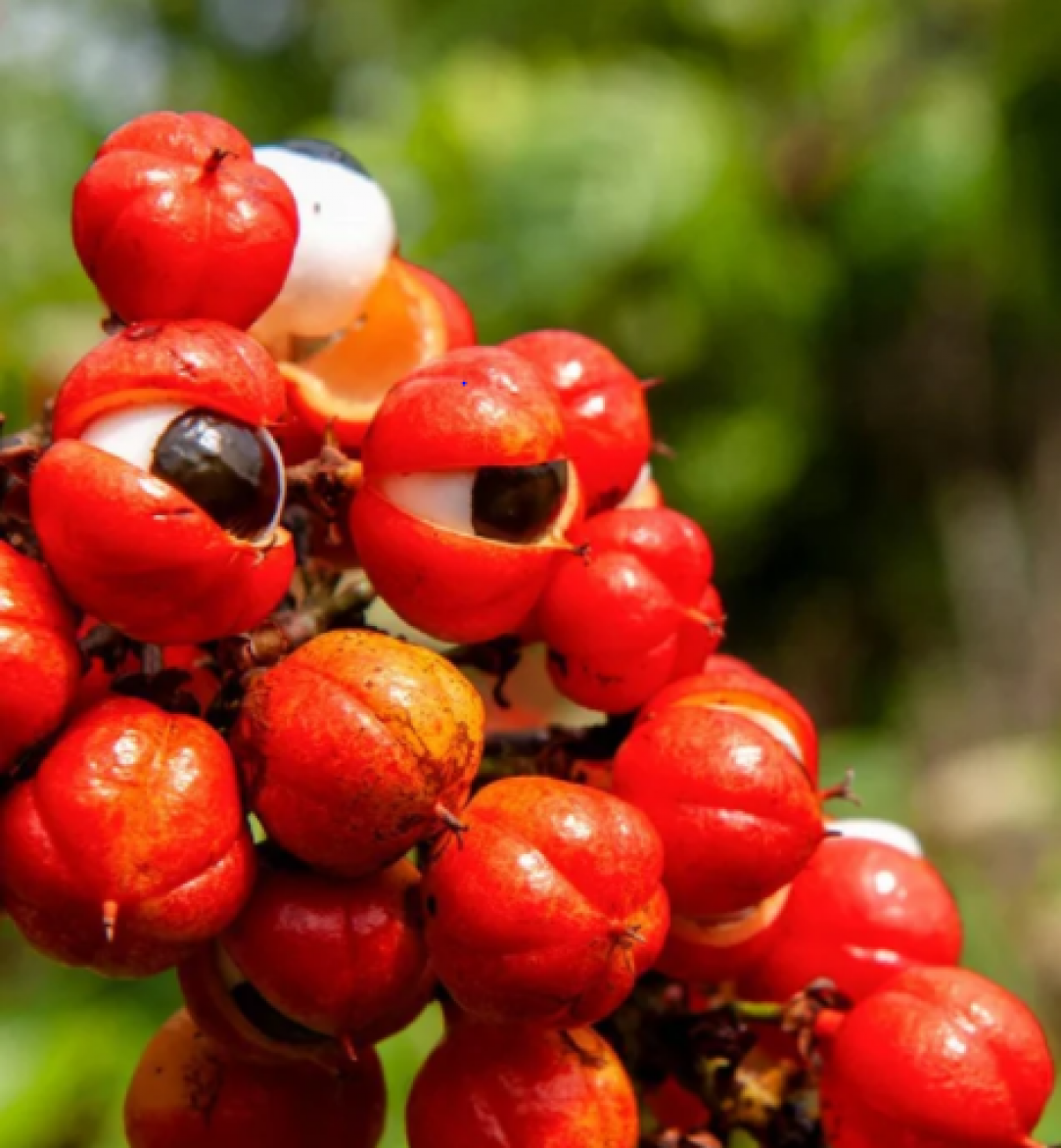 guarana plant, the judgmental one