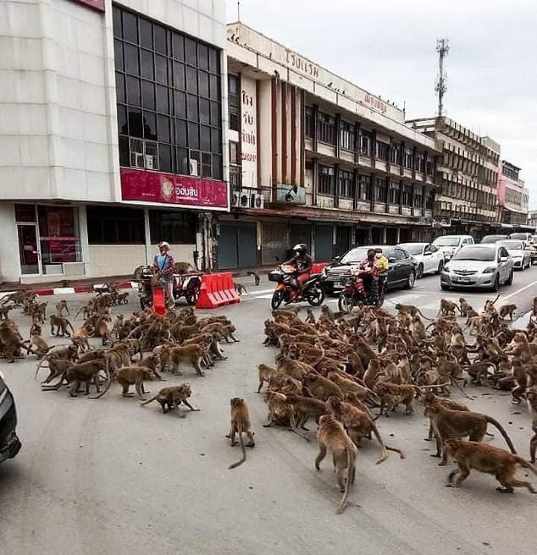 Rival Monkey tribes fight in the middle of a busy Thailand street stopping traffic 🐵