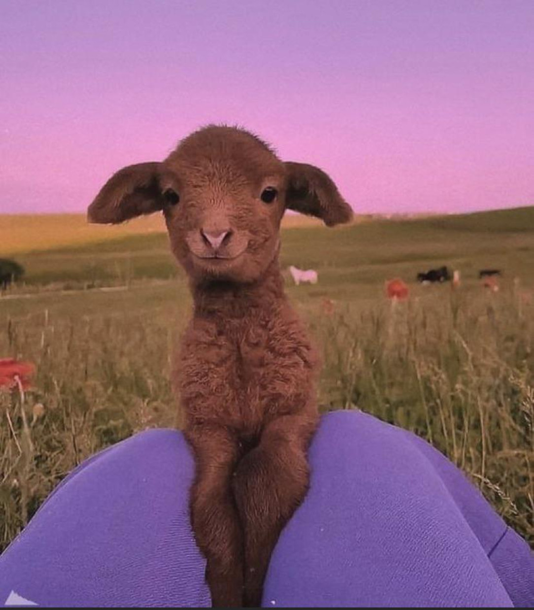 Just a happy little lamb