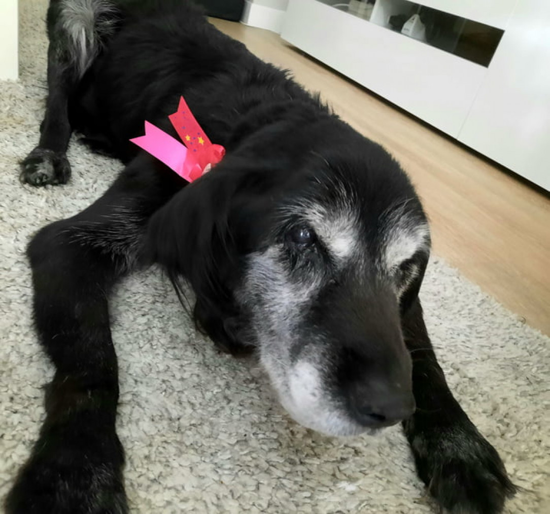 This good girl turns 17 today! She is already wearing her &#039;Happy birthday&#039; badge and waiting for compliments. PS: She w