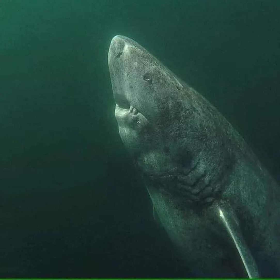 A 392 year old Greenland Shark in the Arctic Ocean, wandering the ocean since 1627