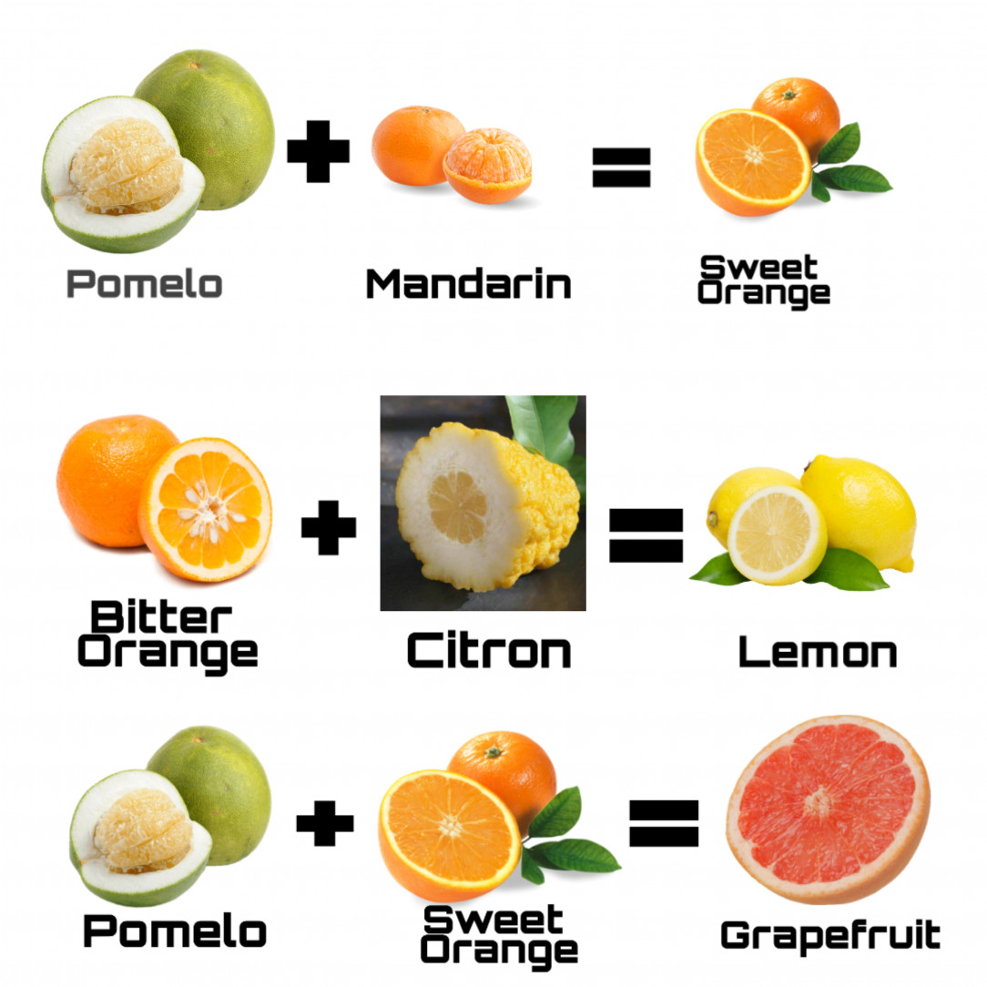 Citrus breeding guide