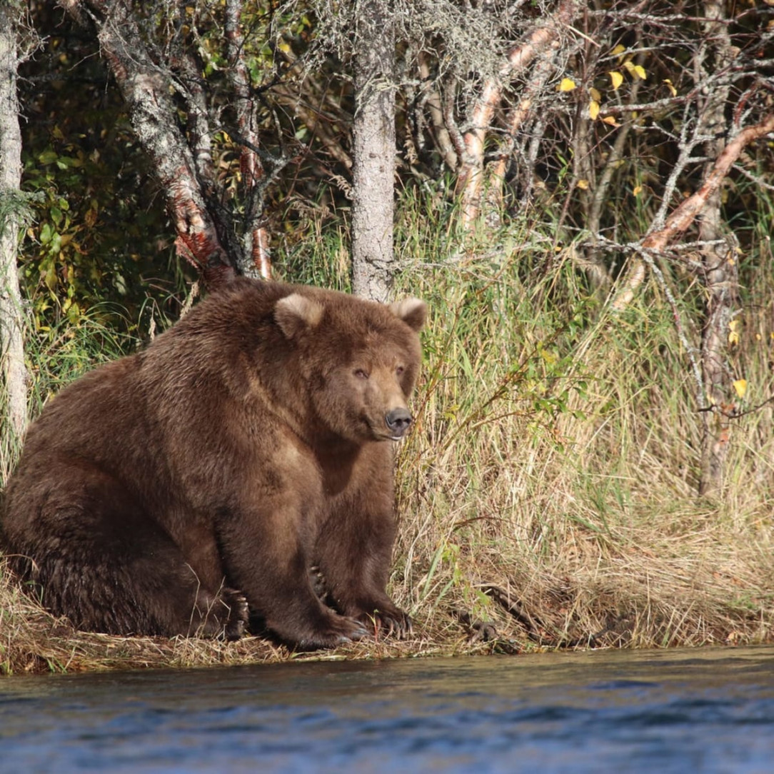 Meet Otis, the 2021 champion and four times winner of &quot;Fat Bear Week&quot; at Alaska&#039;s Katmai National Park