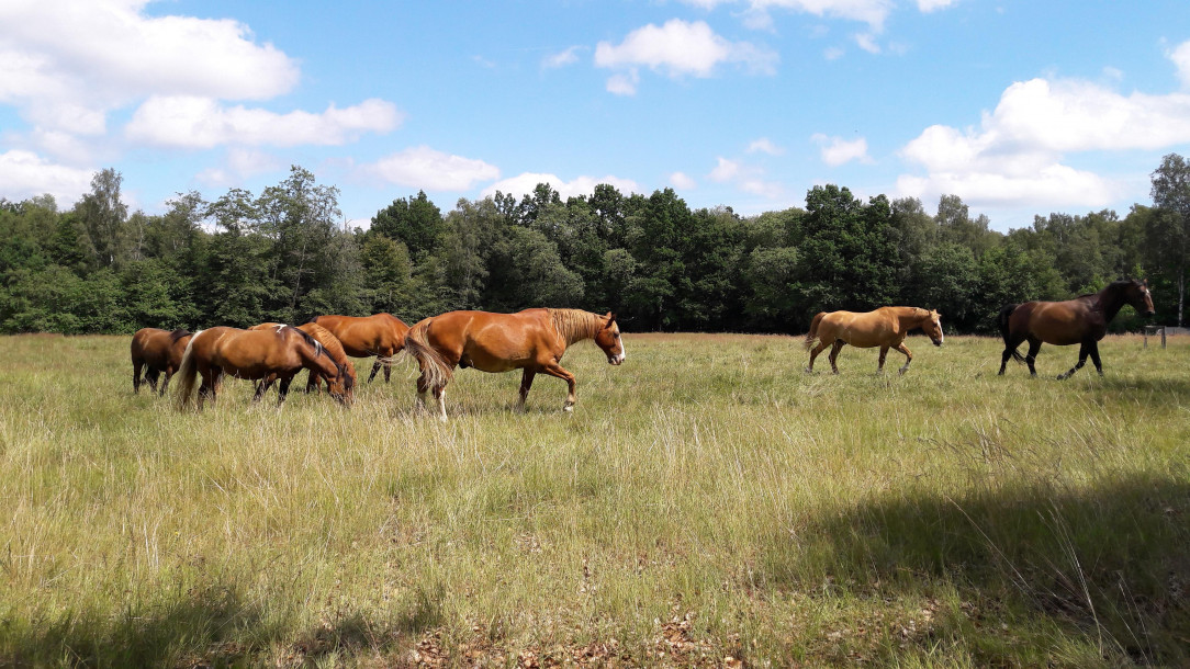 Horses grazing in Söderåsen National Park in Scania, Sweden. The horses help keep the old meadows in the beech forest open and thus preserve biodiversity