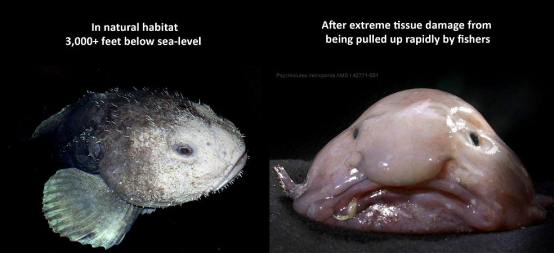 How a Blobfish (a Deep Sea Fish) Looks with and without the Extreme Water Pressure