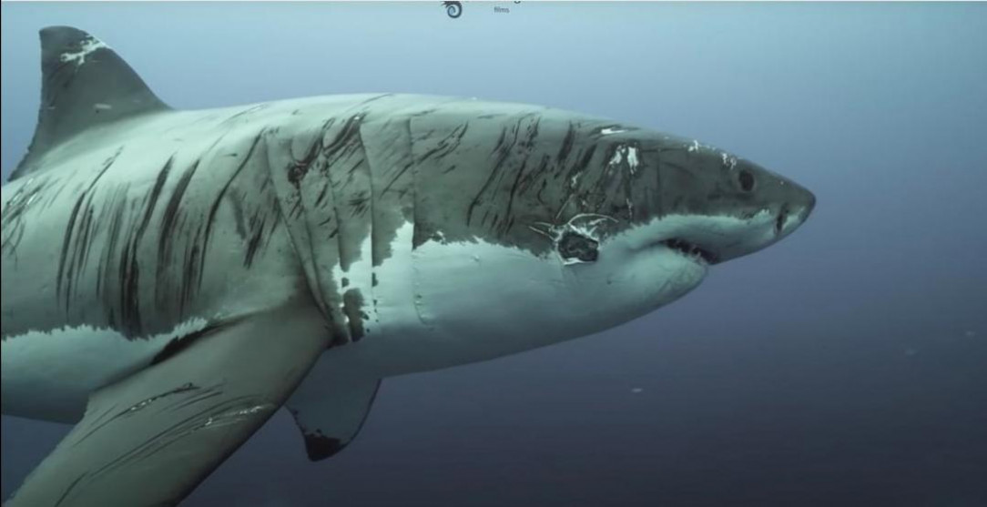&quot;Worlds toughest shark&quot; spotted by a dive team, no one has any idea what could have done this kind of damage