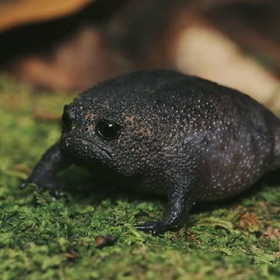 This is how a black rain frog looks