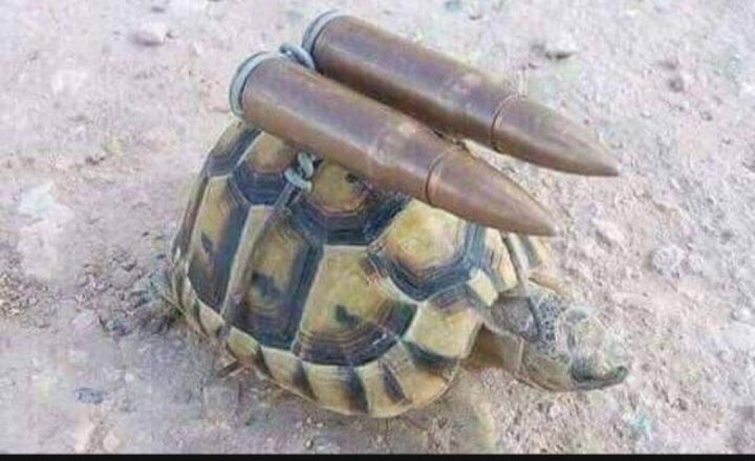 75mm tortoise, defender of the shore