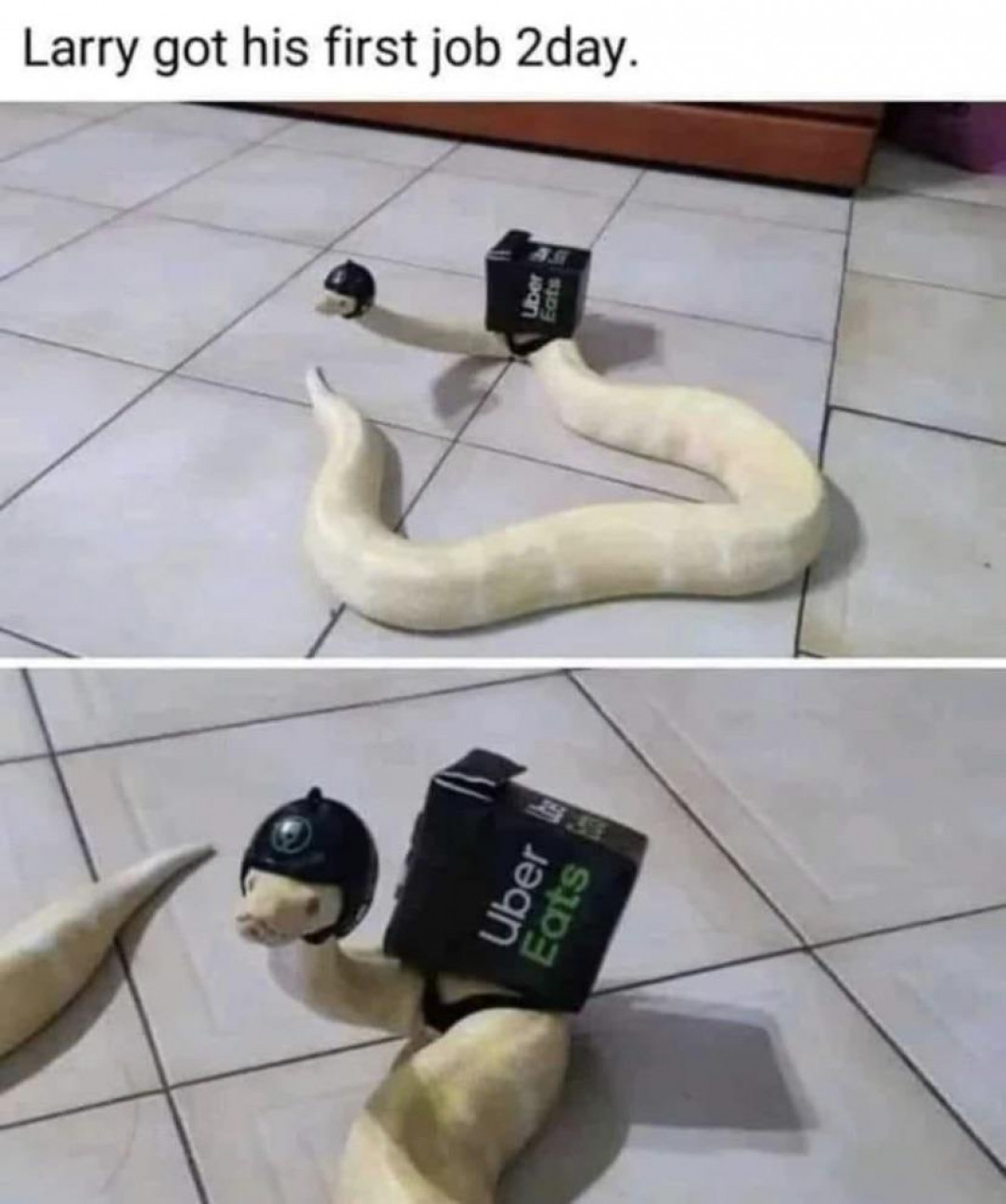 Wholesome snake