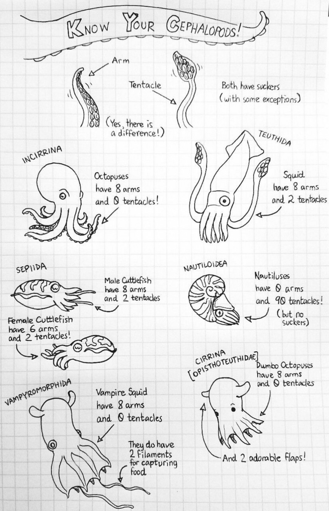 Know Your Cephalopods