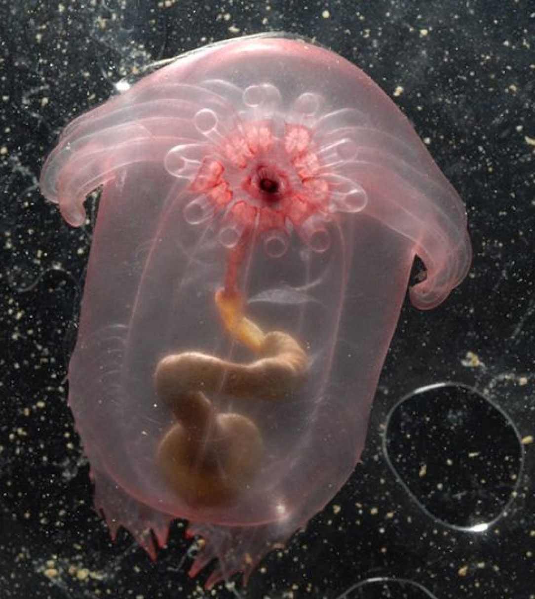 The pink see-through fantasia sea cucumber
