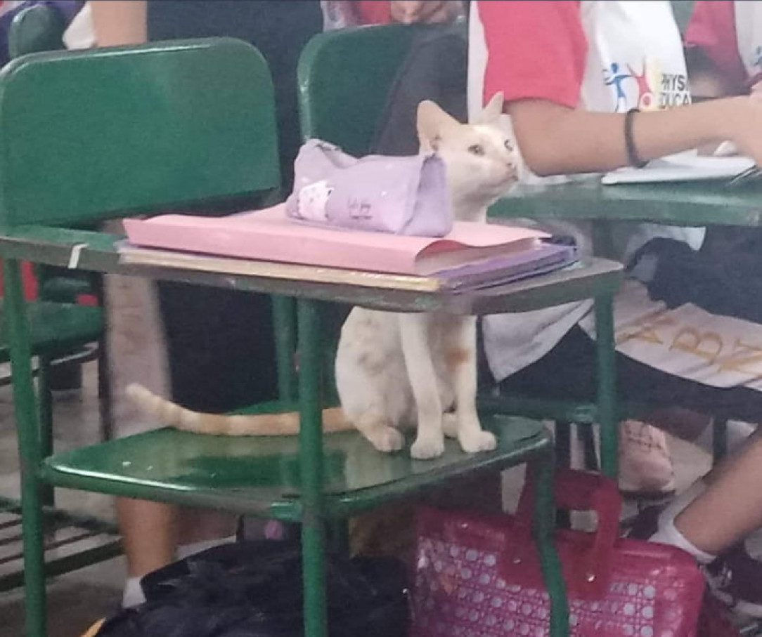 Upvote Educational Cat and you will pass on your upcoming exam 😸 ❤️