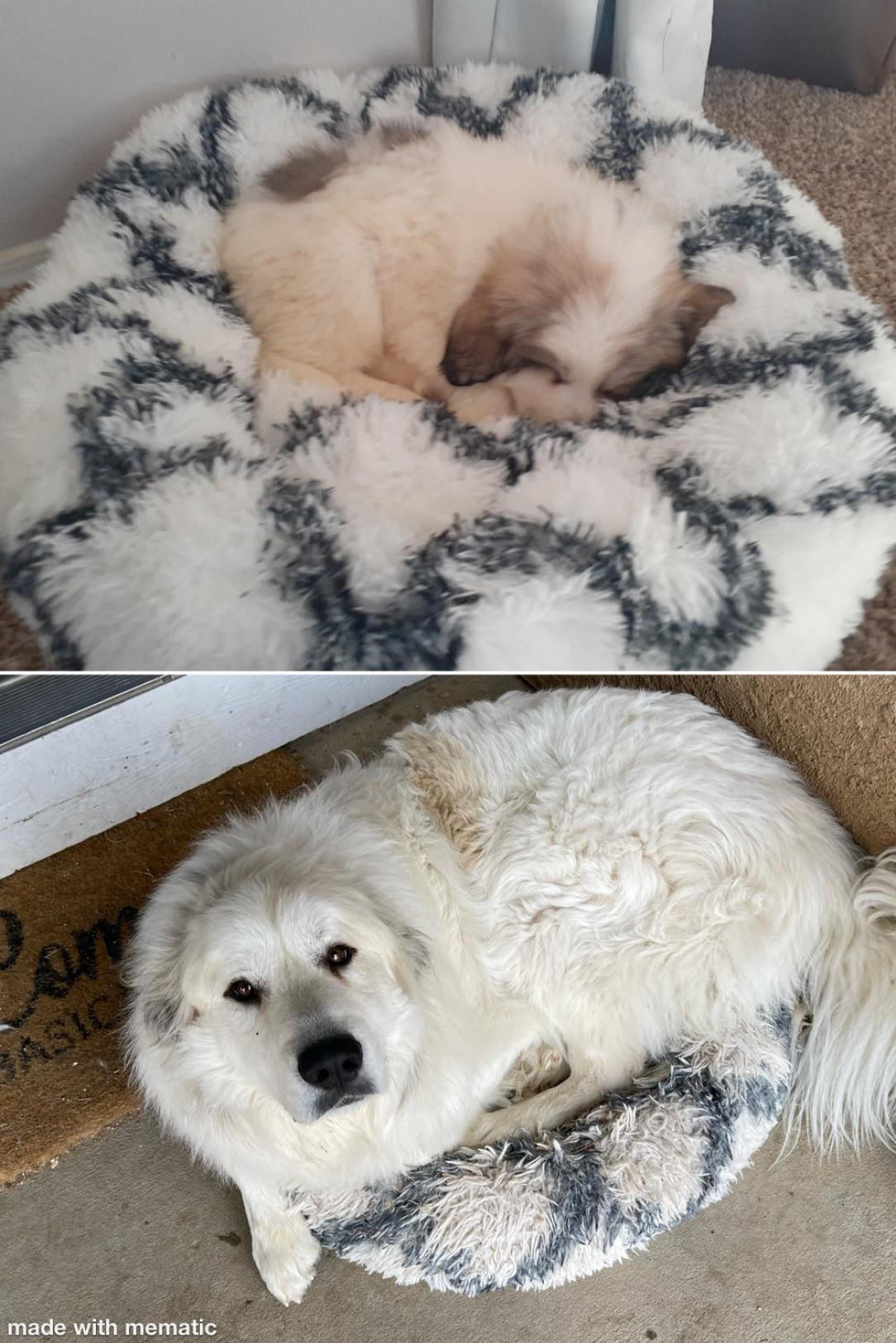 Then and now. Charlie will not give this bed up