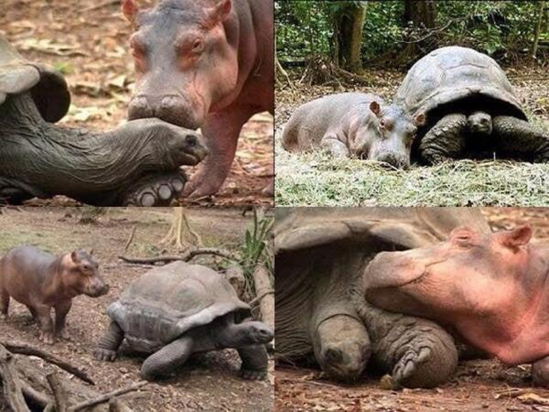 An amazing friendship between a 103-years-old tortoise and a baby hippo