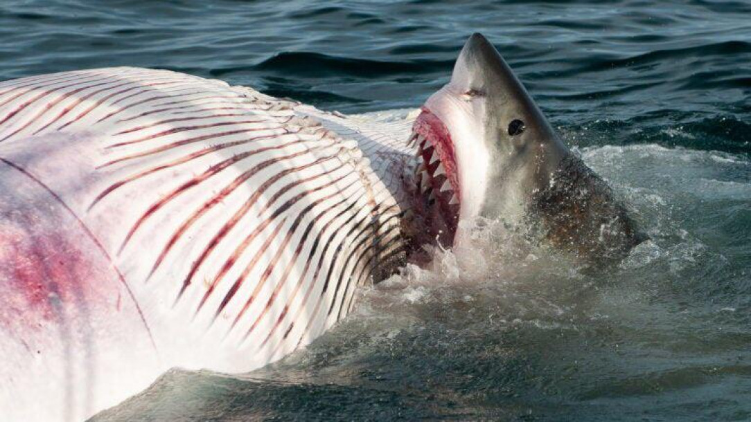 A Great White Shark feasting on a whale carcass