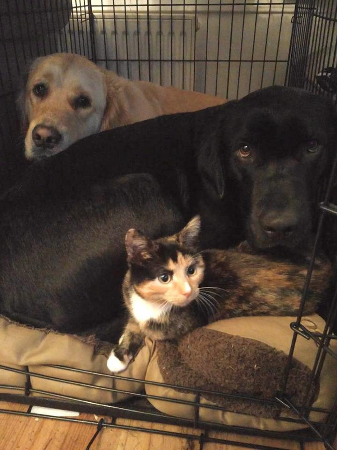 They’ve all got their own beds dotted about the place, but will still try and cram themselves all in the one crate