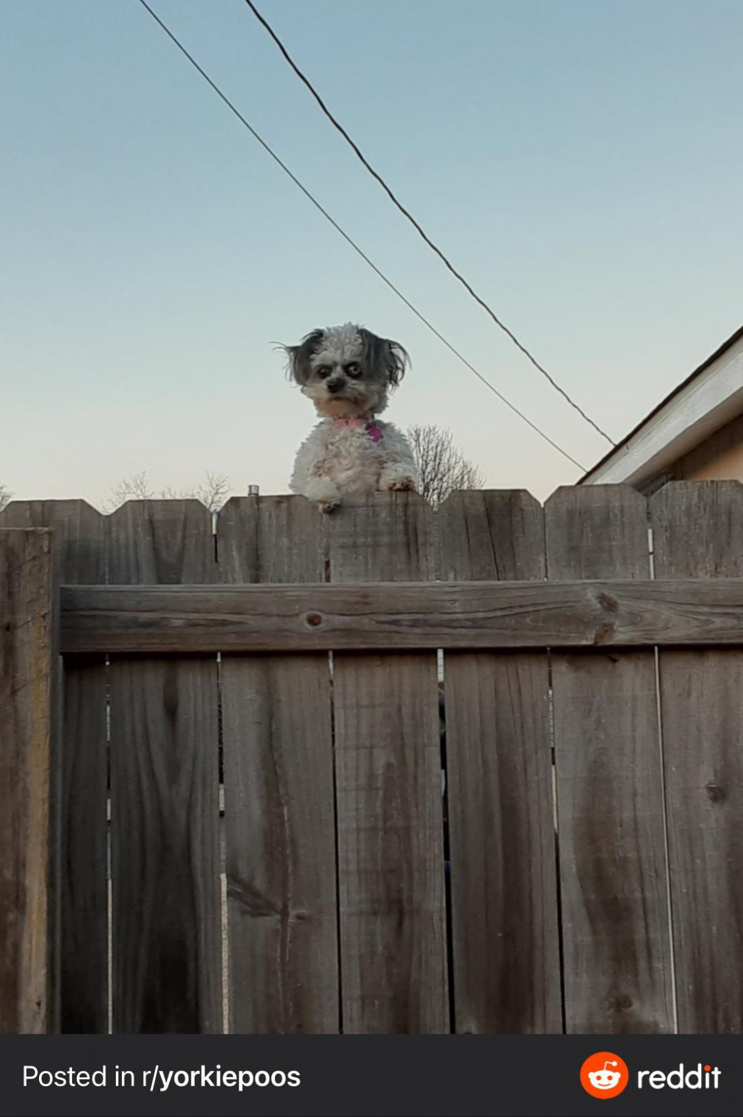 Why does this dog look like it should be in a horror film? 🐕