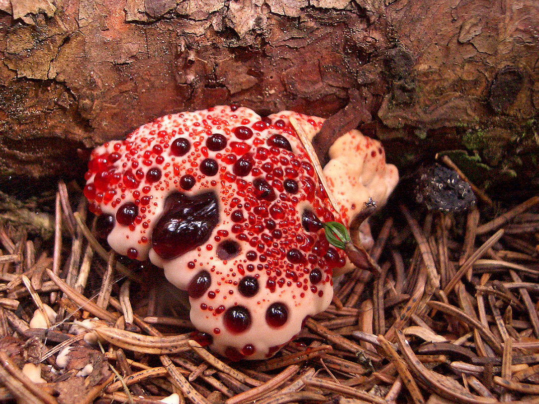 The Hydnellum peckii also know as the bleeding mushroom