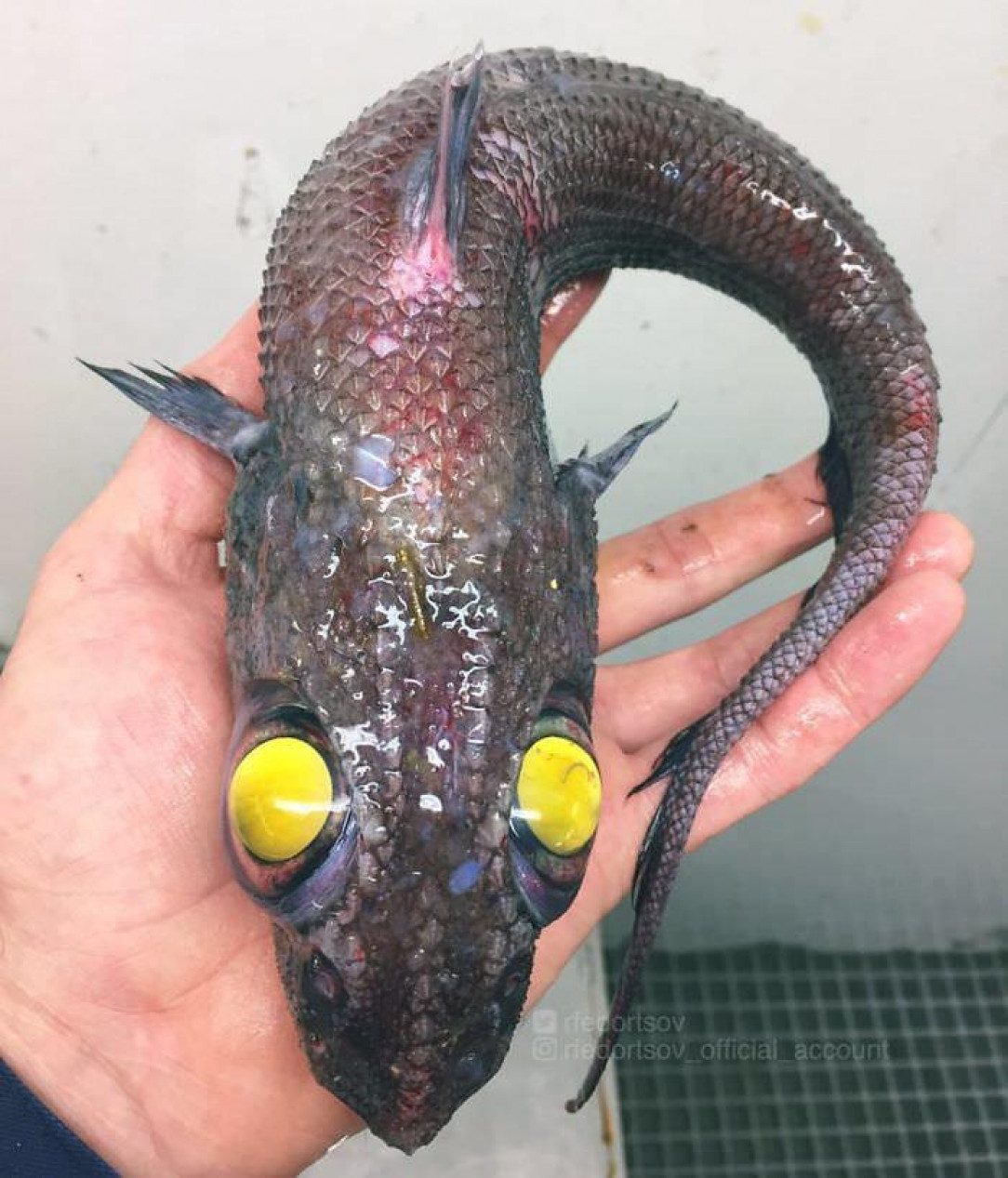 A Russian fisherman caught a deep sea fish which straight up resembles a nightmare