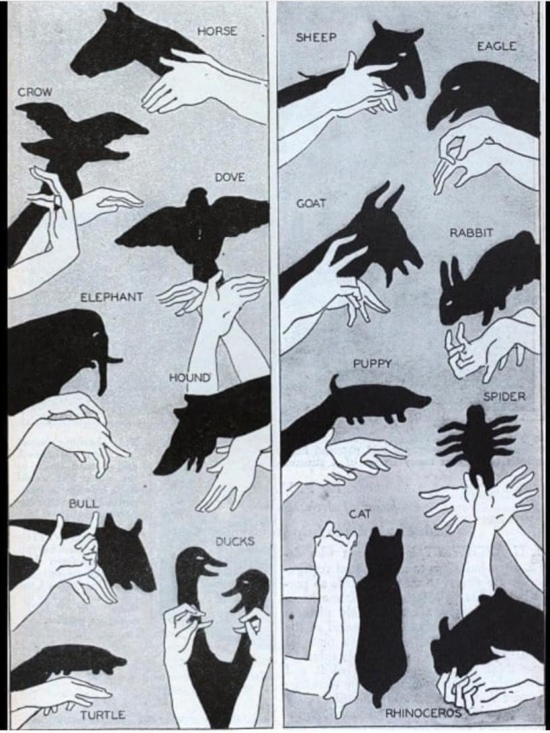 How to make different type of shadow puppet animals