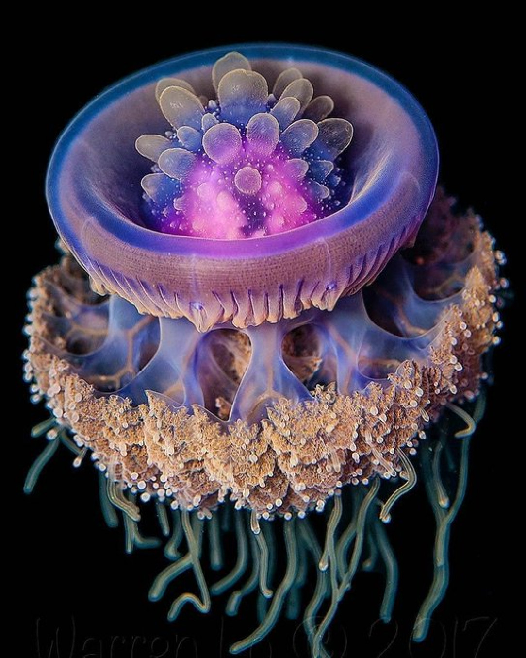 The colors and shape of this crown jellyfish are amazing