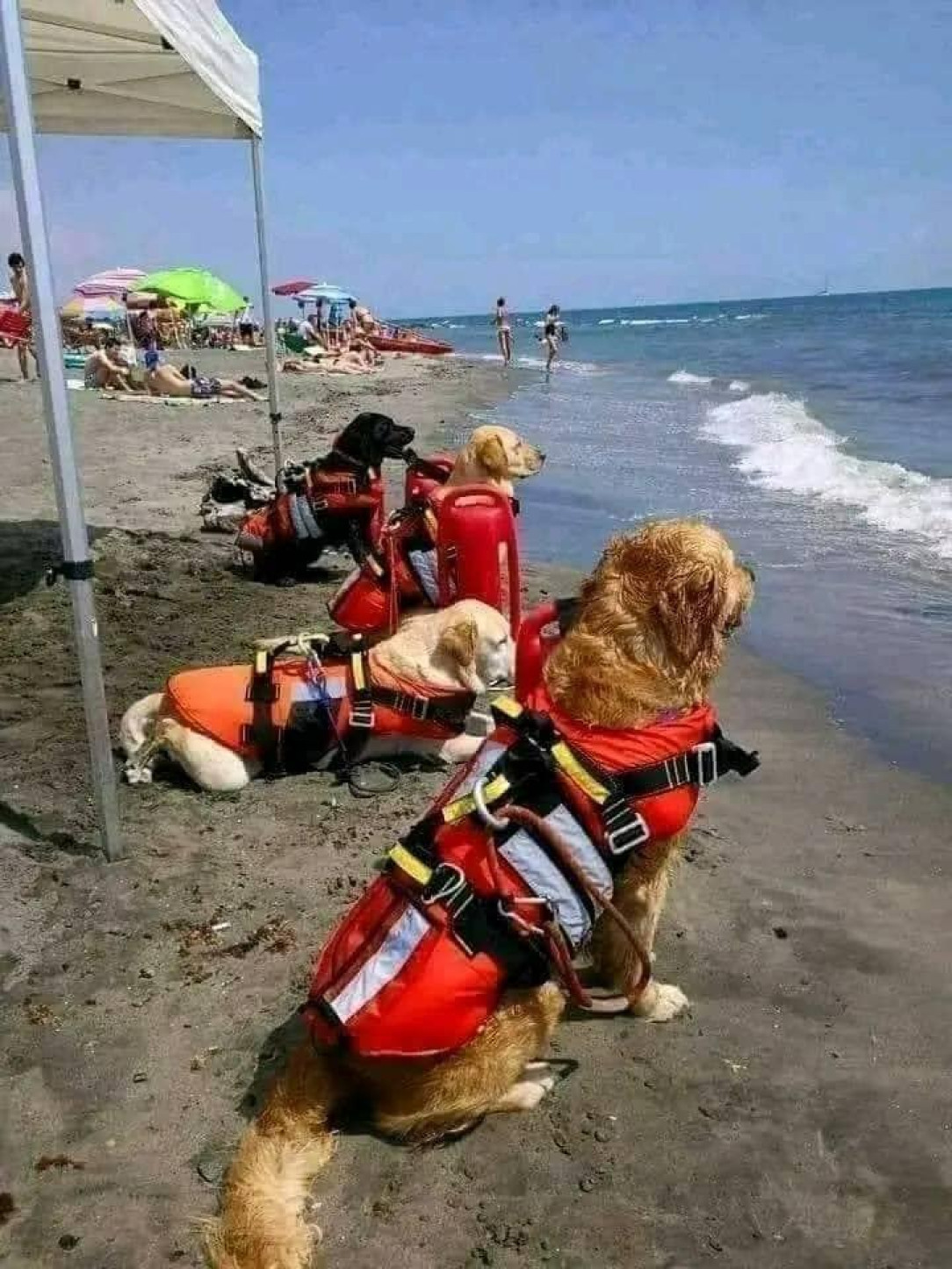 In Croatia they have Dog Lifeguards for the entire Summer season 🐶