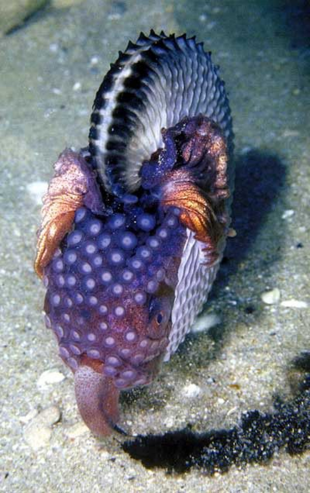 Beautiful Undersea Creepy Crawlies